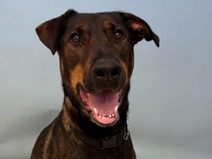 Enlarge Zo, a Adoptable mixed breed in Woodbury, MN image 1/1