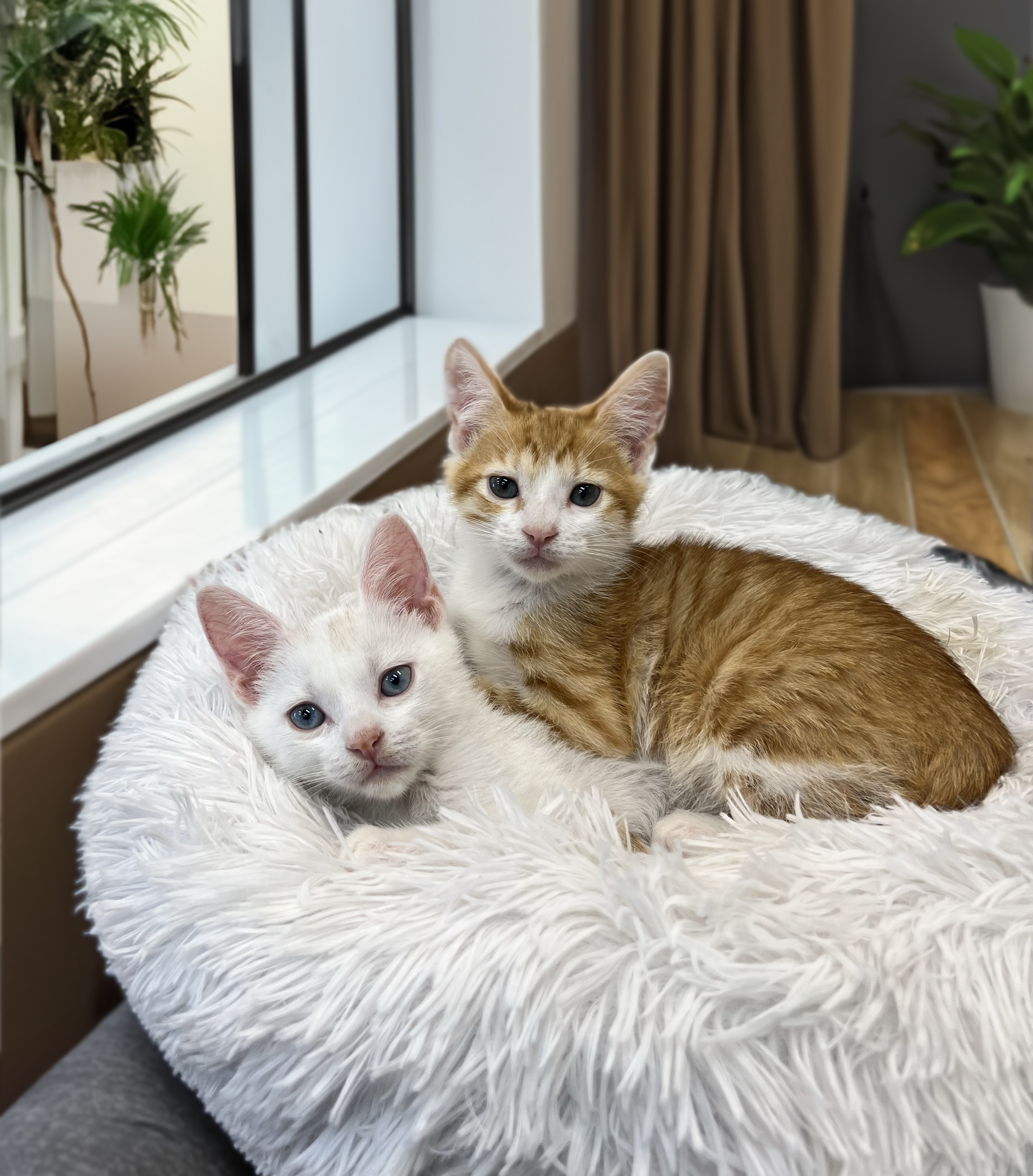 Cat for adoption Louise & Harrington BONDED, a Domestic Short Hair