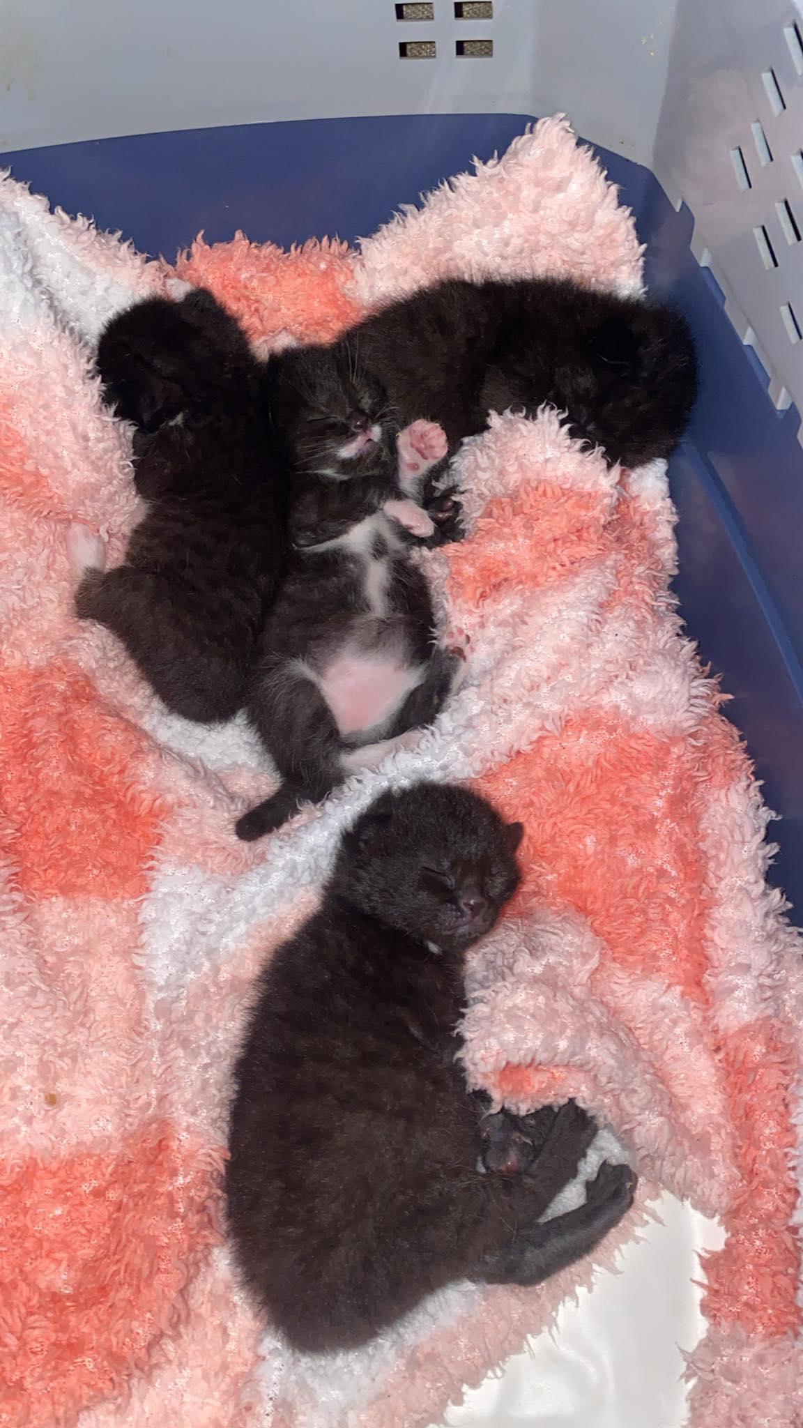 Enlarge Yona, a ADOPTABLE Domestic Short Hair in Clyde, NC image 2/3