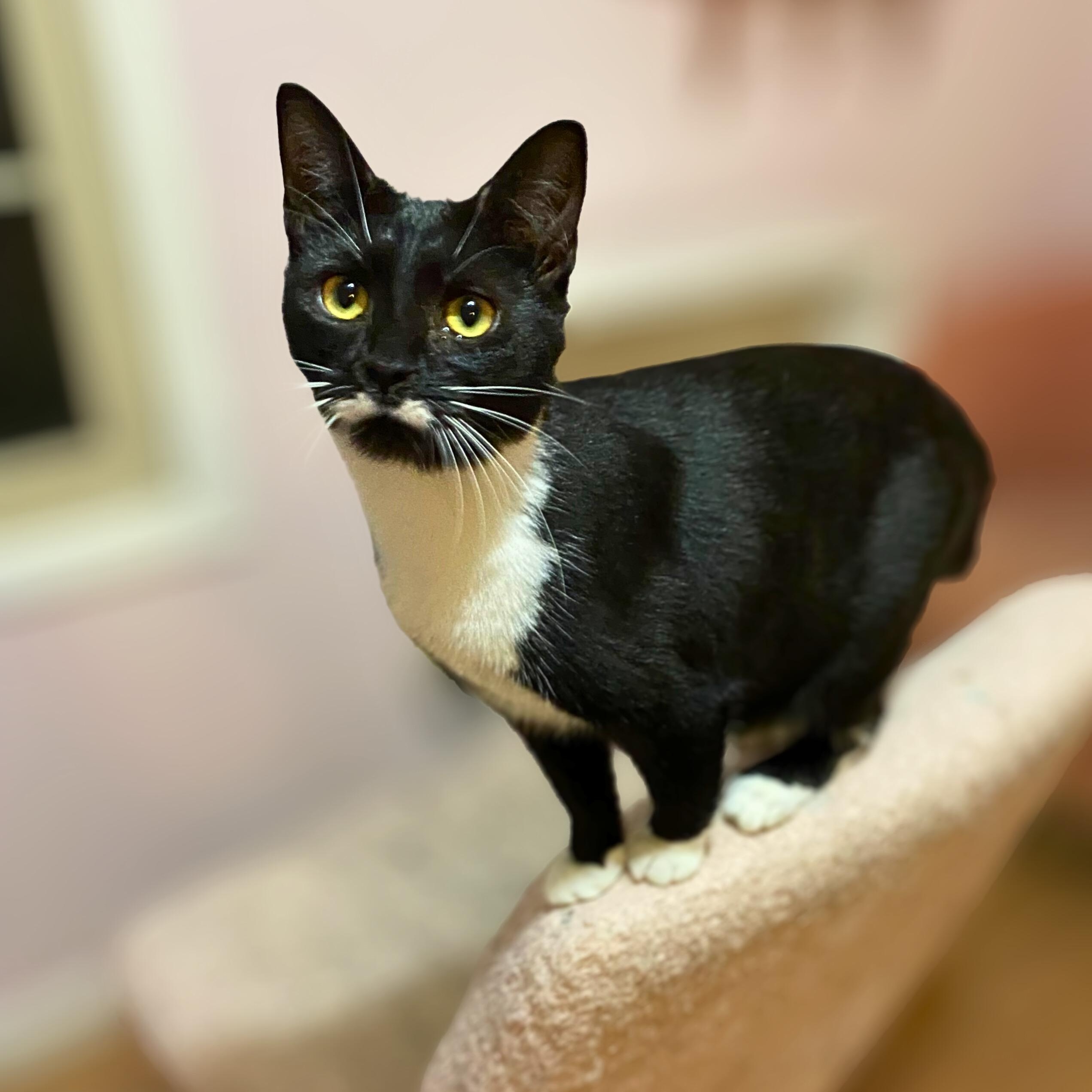 Yona, ADOPTABLE, Young Female Domestic Short Hair.