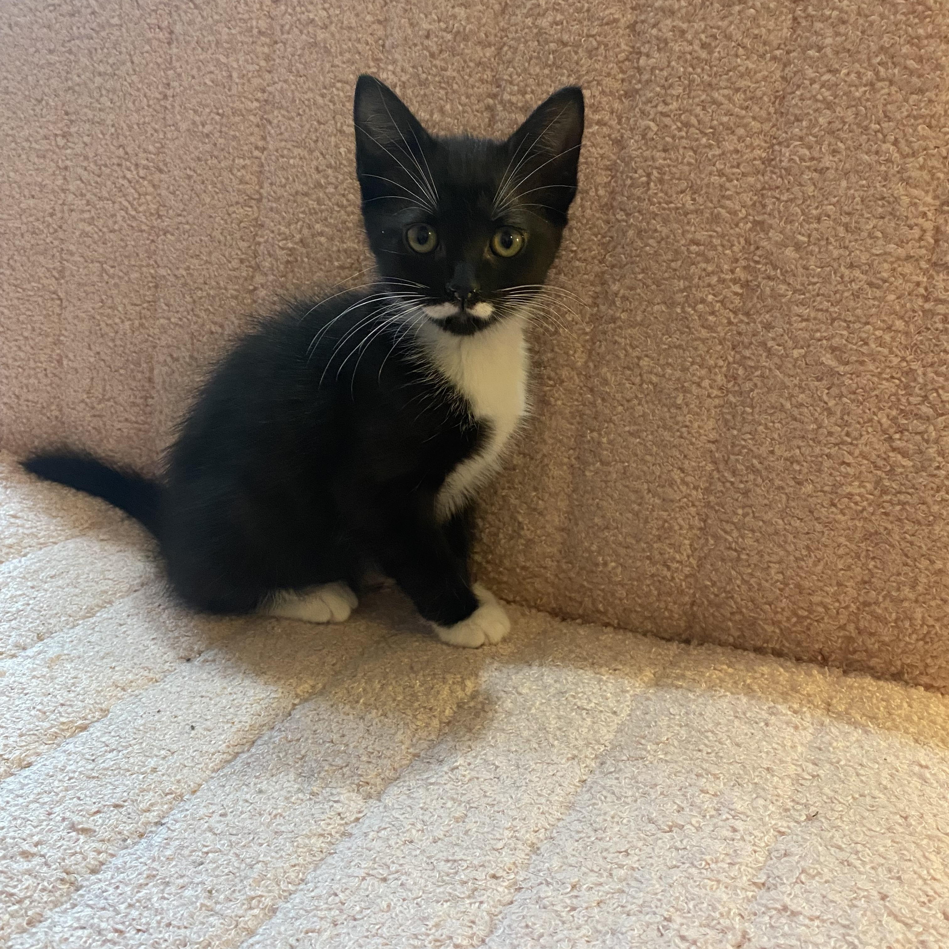 Enlarge Yona, a ADOPTABLE Domestic Short Hair in Clyde, NC image 3/3