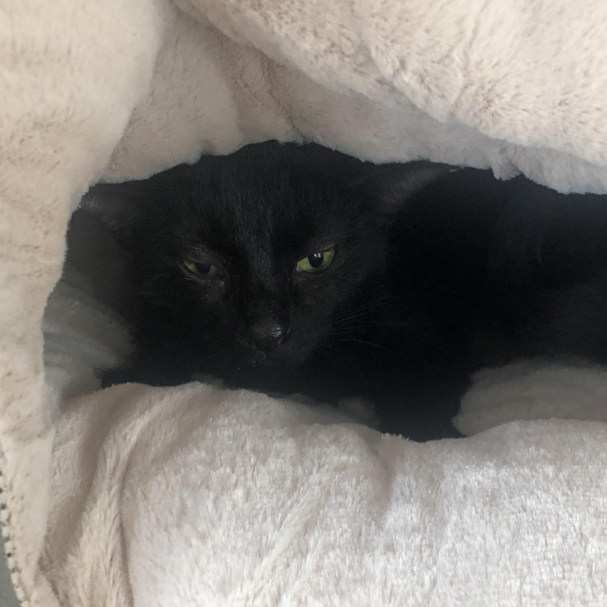 Lena, adopted, Young Female Domestic Short Hair.