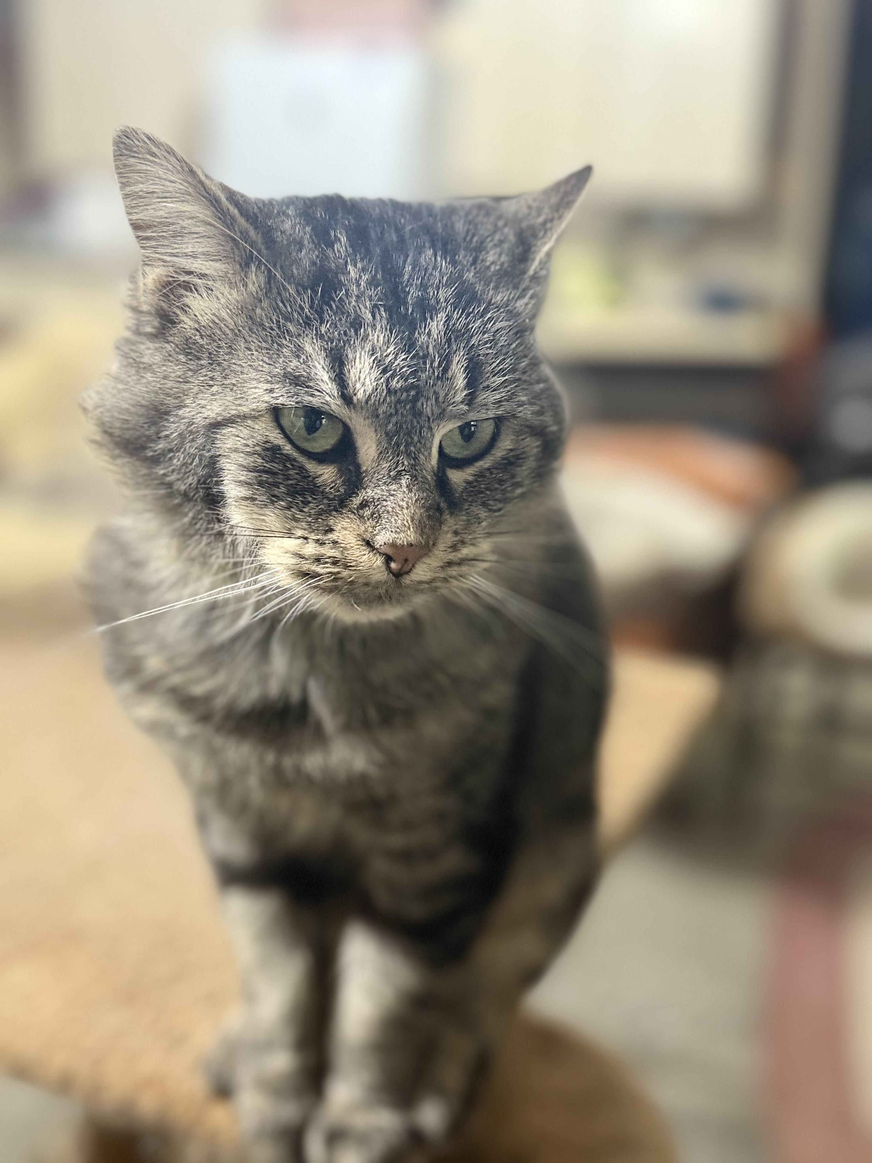 Mr. Twigs, a Adopted Domestic Medium Hair in Martinsville, IN image 1/6