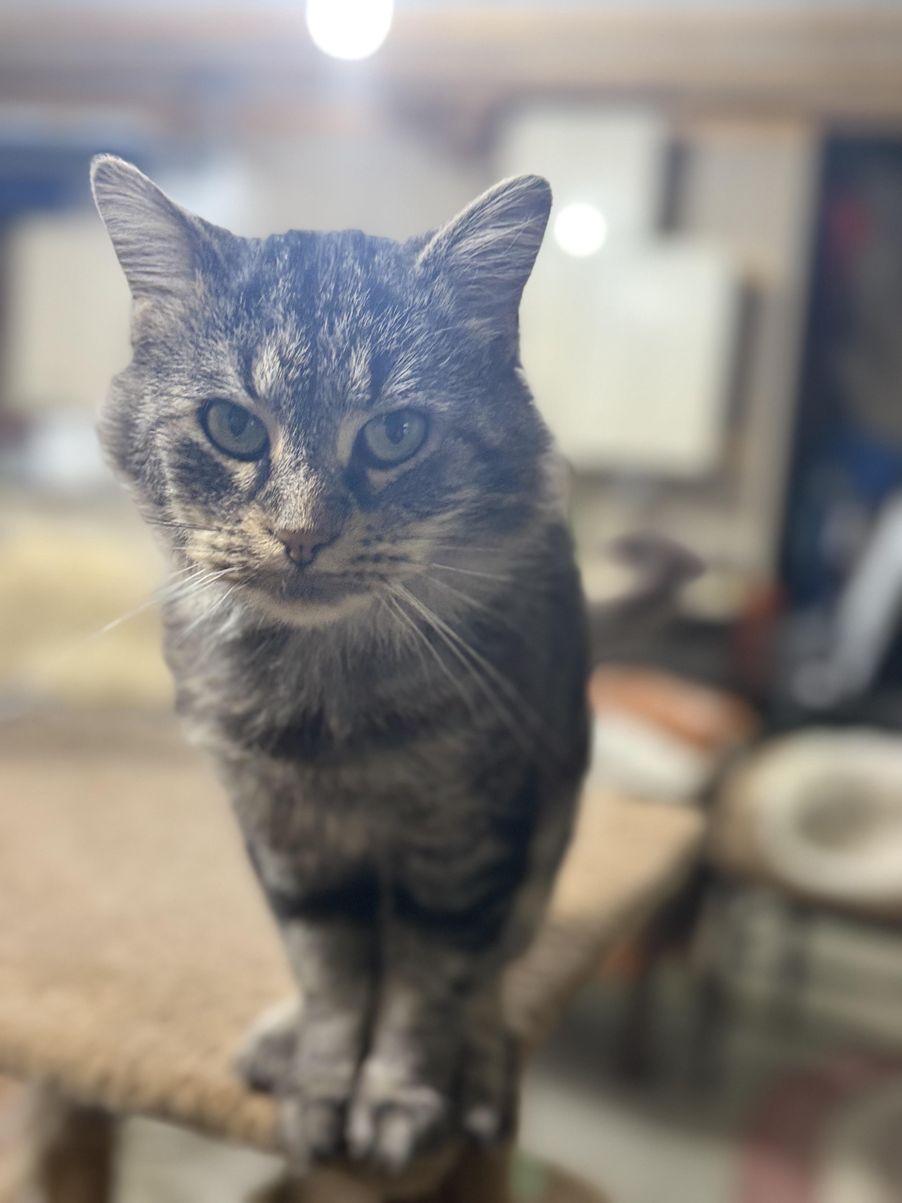 Mr. Twigs, a Adopted Domestic Medium Hair in Martinsville, IN image 2/6