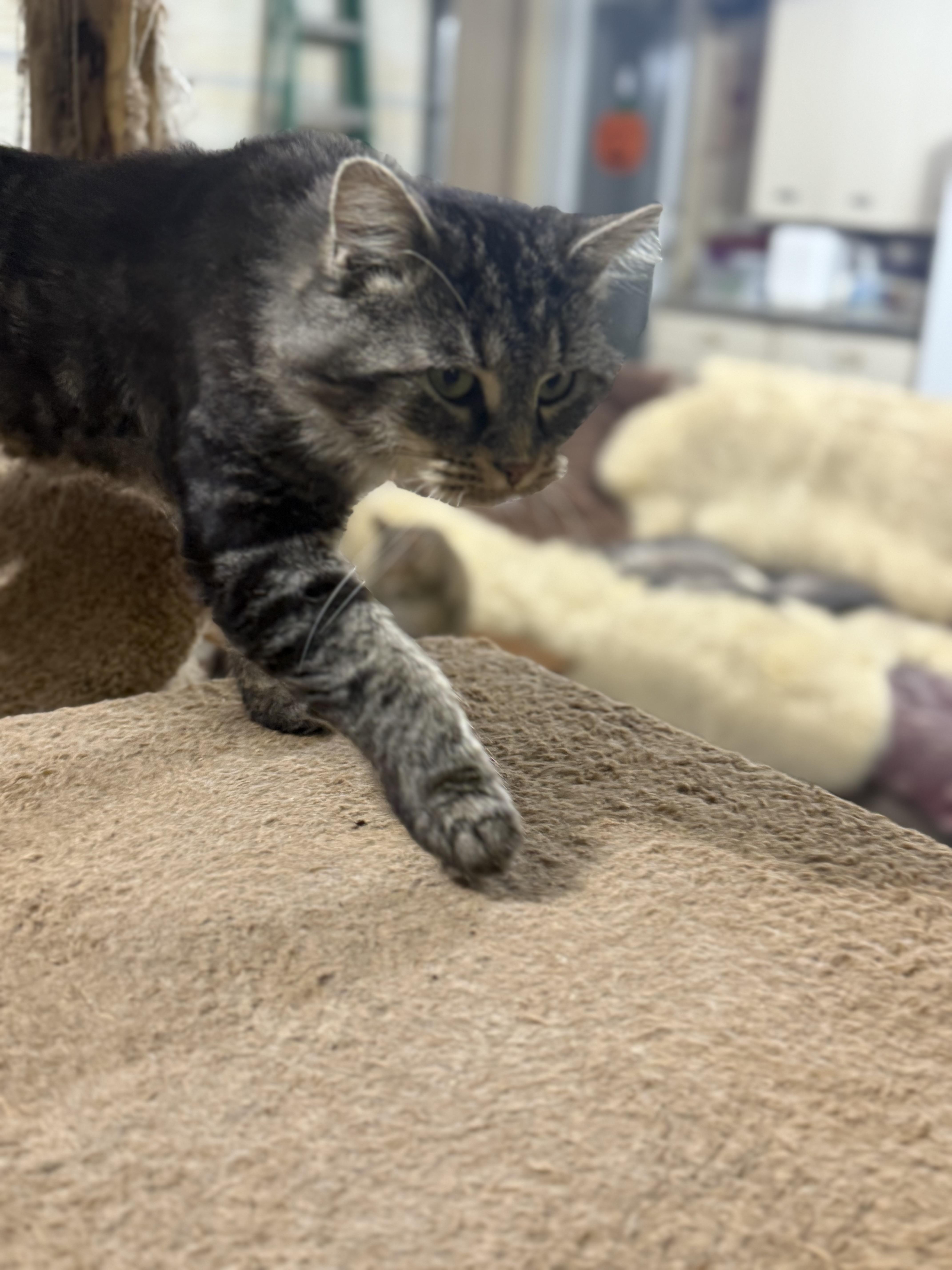 Mr. Twigs, a Adopted Domestic Medium Hair in Martinsville, IN image 3/6