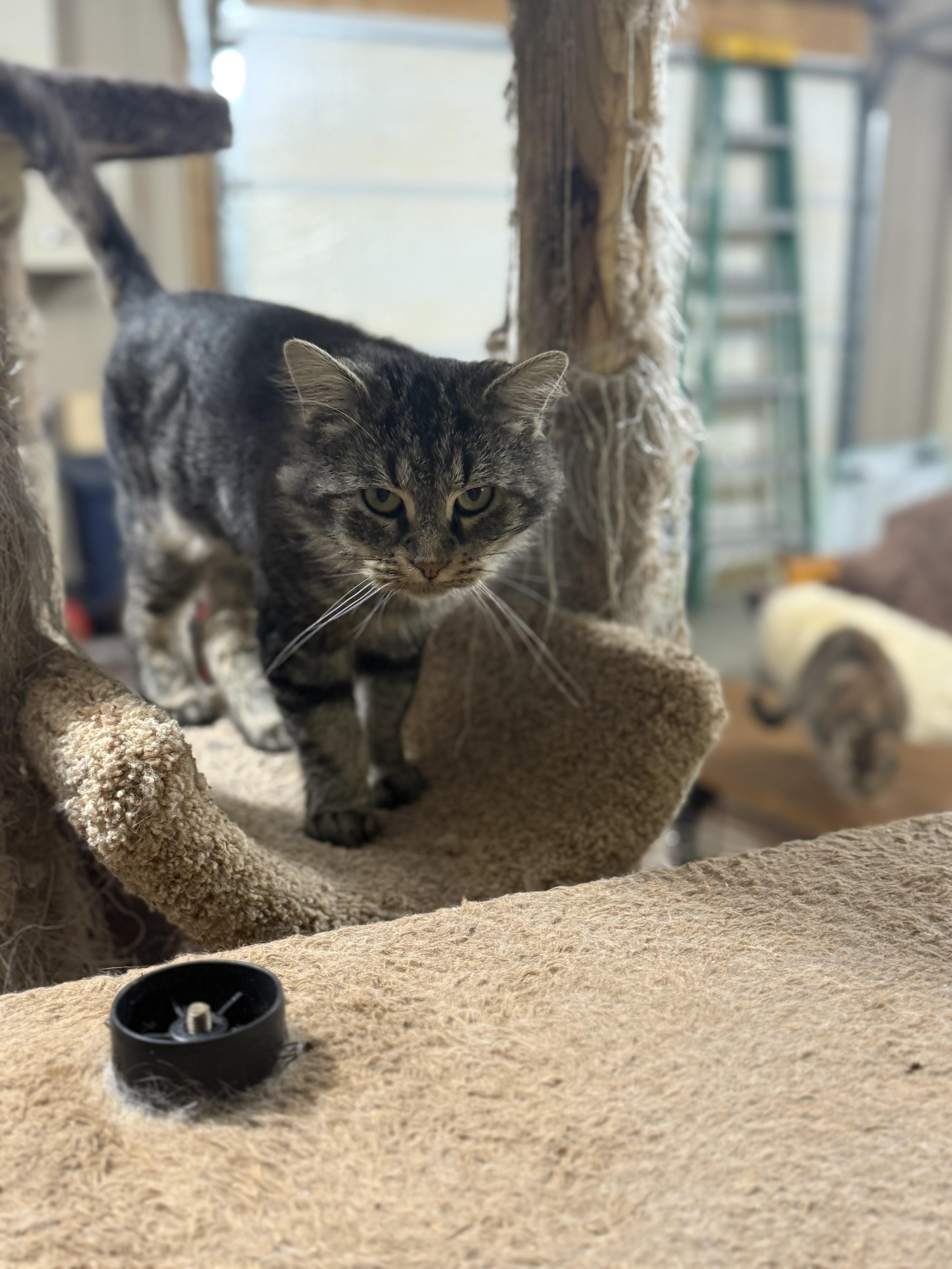 Mr. Twigs, a Adopted Domestic Medium Hair in Martinsville, IN image 4/6