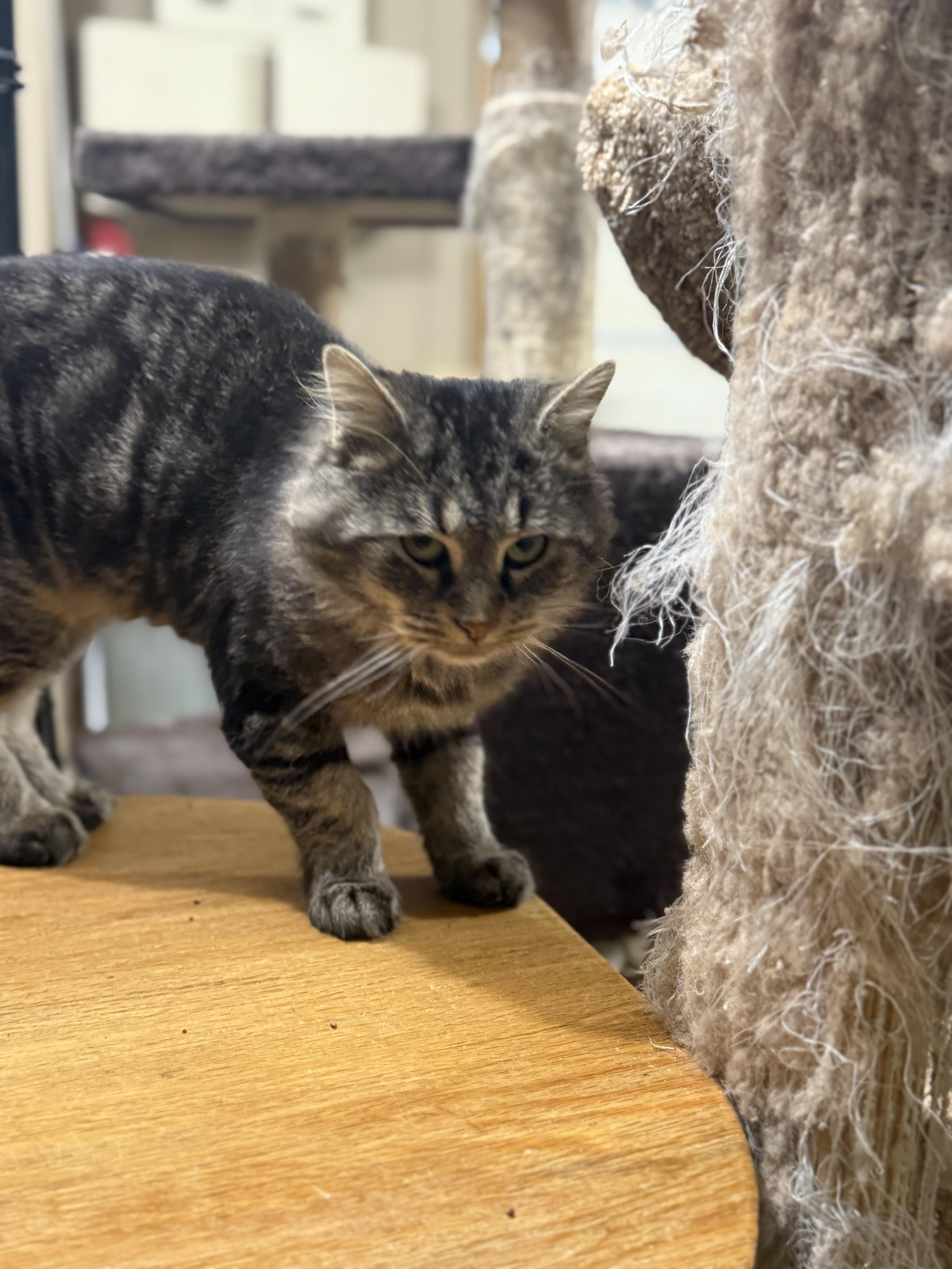 Mr. Twigs, a Adopted Domestic Medium Hair in Martinsville, IN image 5/6