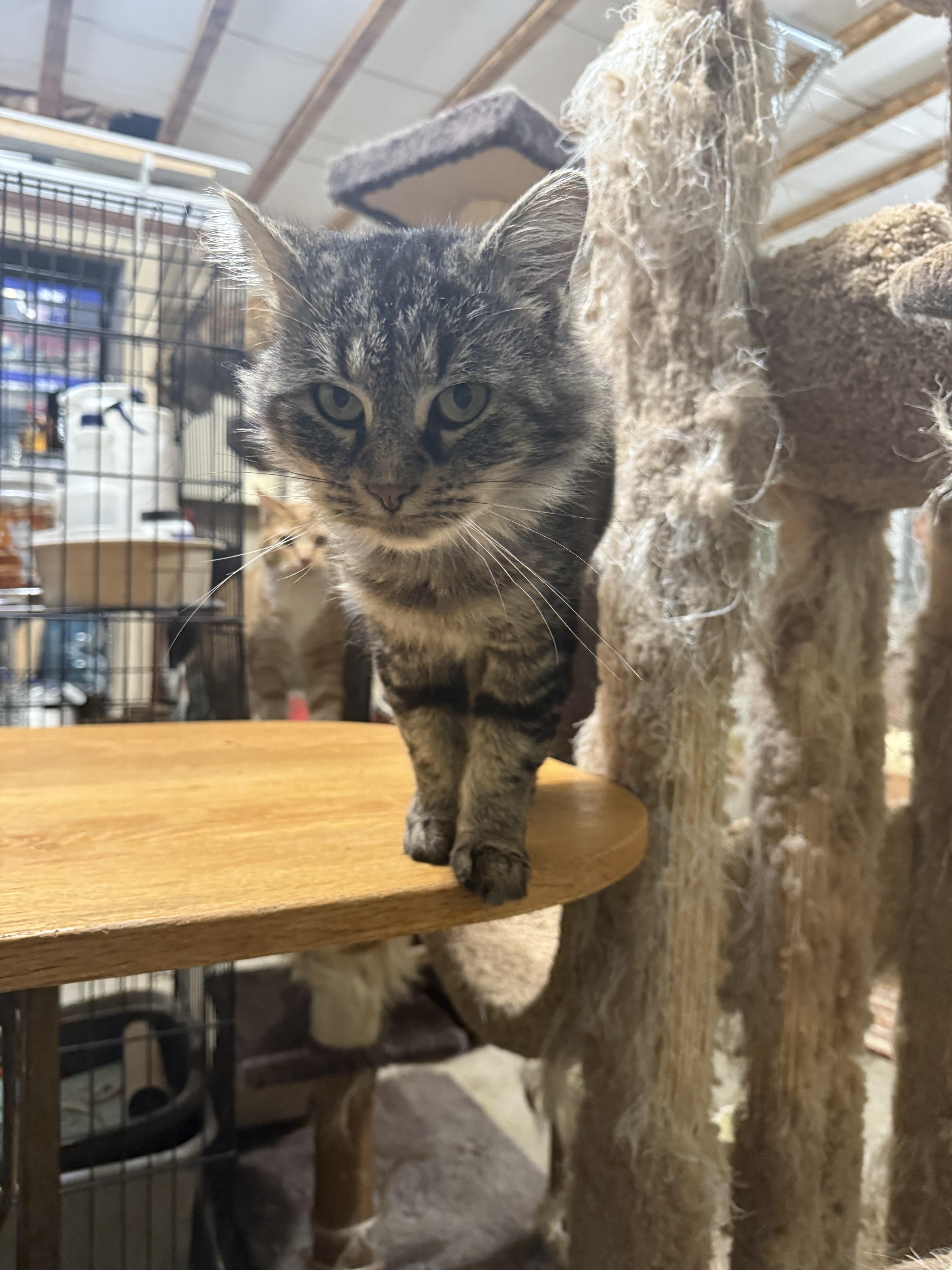 Mr. Twigs, a Adopted Domestic Medium Hair in Martinsville, IN image 6/6