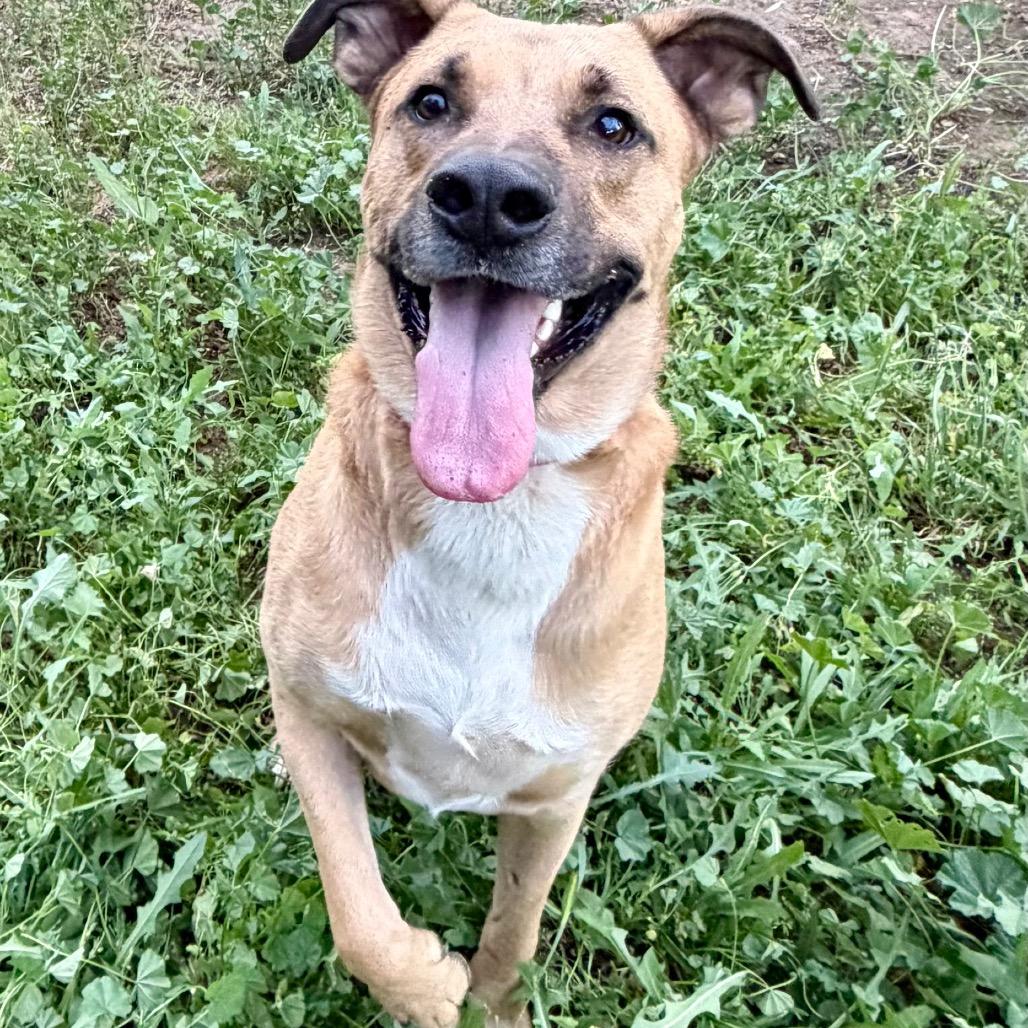 Redley, Adoptable, Adult Male Belgian Shepherd / Malinois & Shepherd.