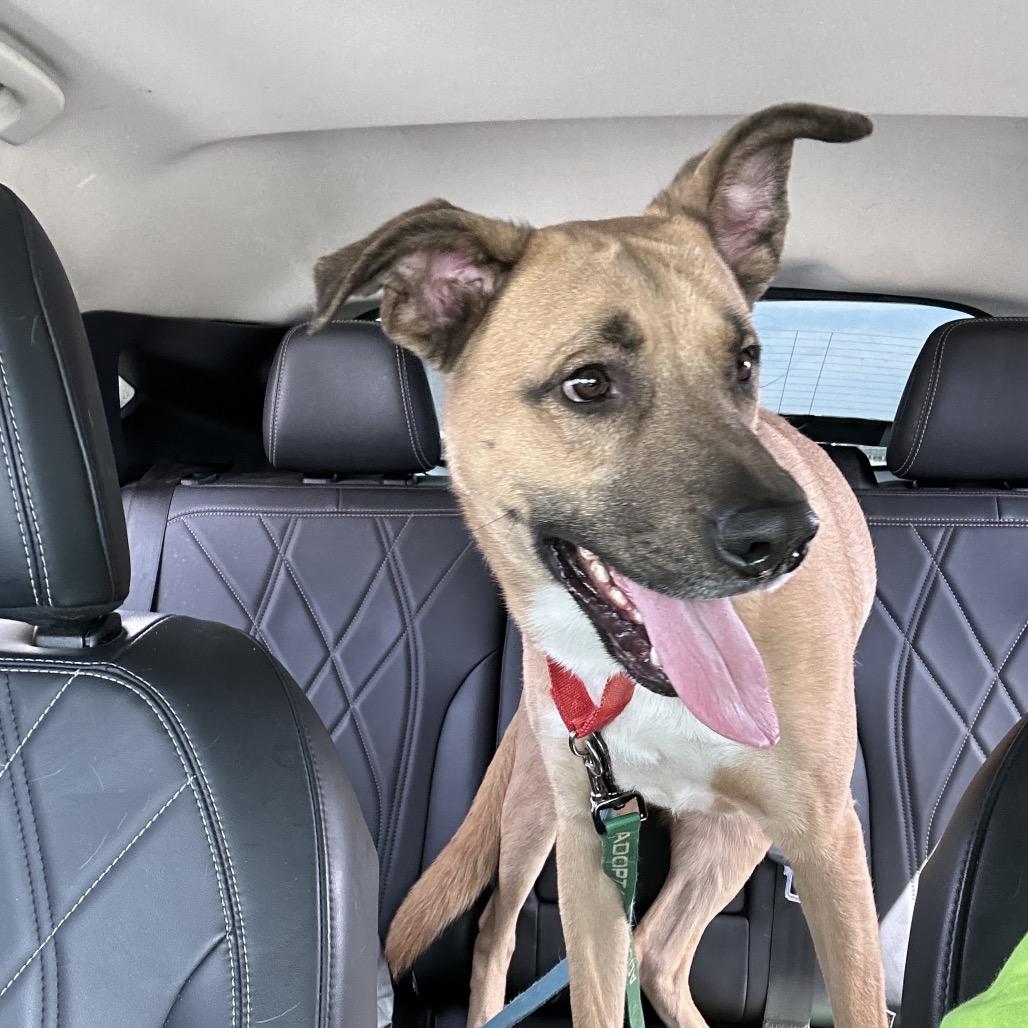 Enlarge Redley, a Adoptable mixed breed in Riverside, CA image 2/6