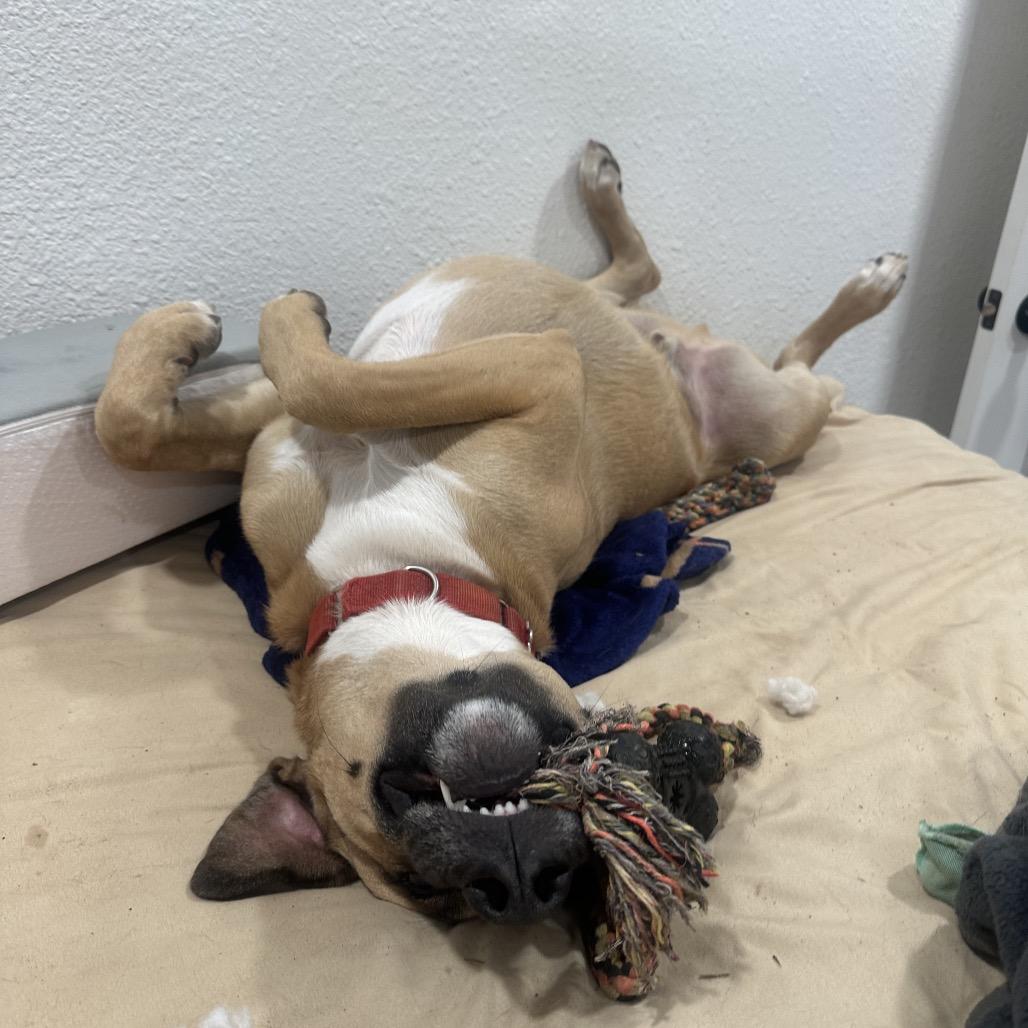 Enlarge Redley, a Adoptable mixed breed in Riverside, CA image 3/6