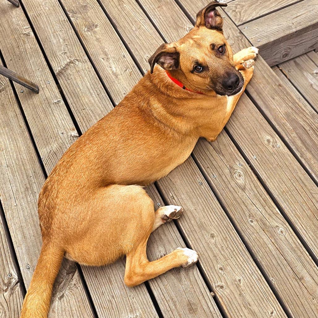 Enlarge Redley, a Adoptable mixed breed in Riverside, CA image 1/2