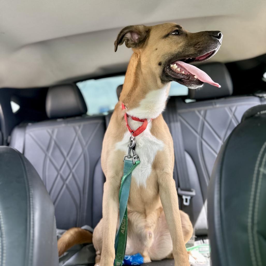 Enlarge Redley, a Adoptable mixed breed in Riverside, CA image 5/6