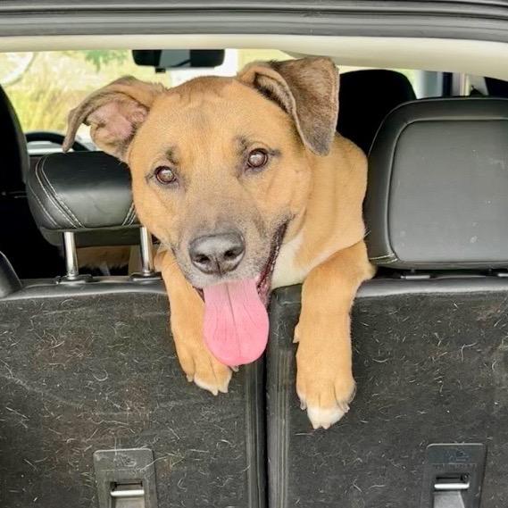 Enlarge Redley, a Adoptable mixed breed in Riverside, CA image 2/2