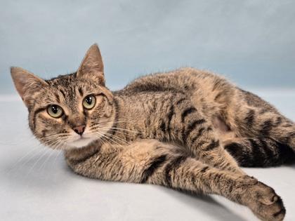 Sweetheart, Adoptable, Adult Female Domestic Short Hair.
