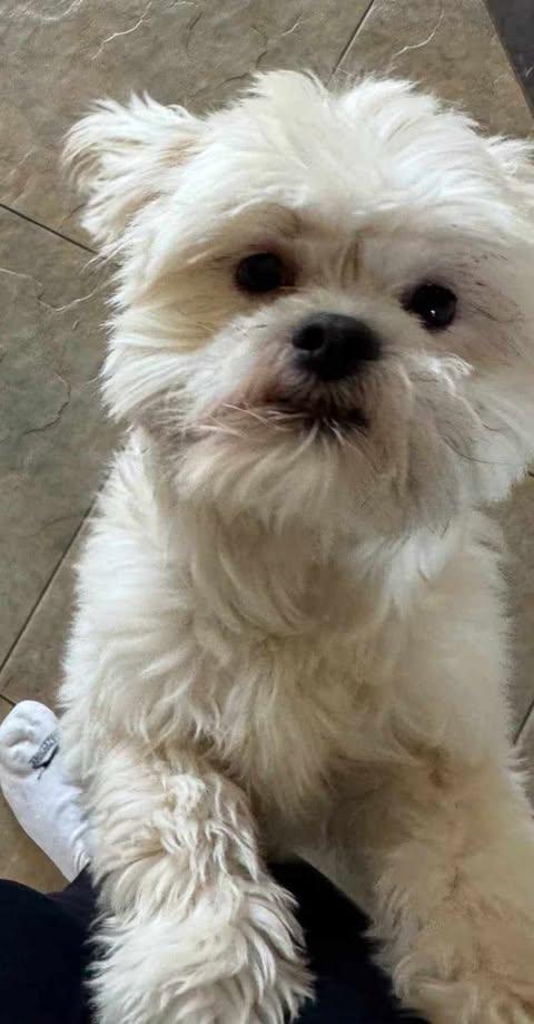 Enlarge Arthur, a Adopted Shih Tzu in Laguna Hills, CA image 2/6