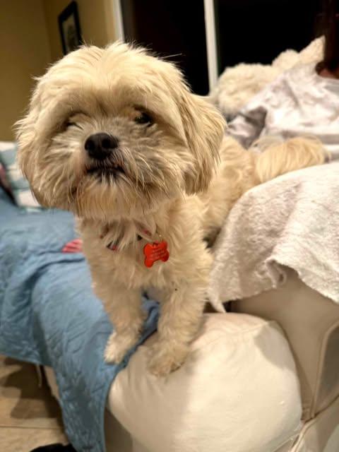 Enlarge Arthur, a Adopted Shih Tzu in Laguna Hills, CA image 3/6