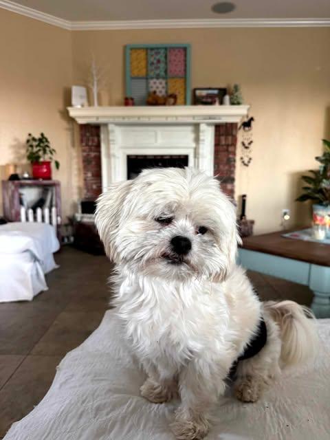 Enlarge Arthur, a Adopted Shih Tzu in Laguna Hills, CA image 4/6