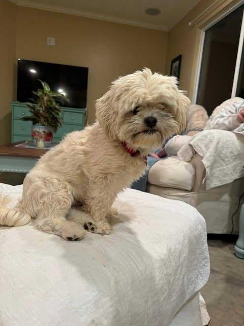 Enlarge Arthur, a Adopted Shih Tzu in Laguna Hills, CA image 1/6