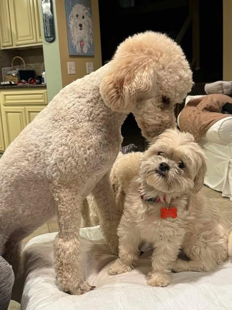 Enlarge Arthur, a Adopted Shih Tzu in Laguna Hills, CA image 5/6