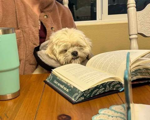 Enlarge Arthur, a Adopted Shih Tzu in Laguna Hills, CA image 6/6