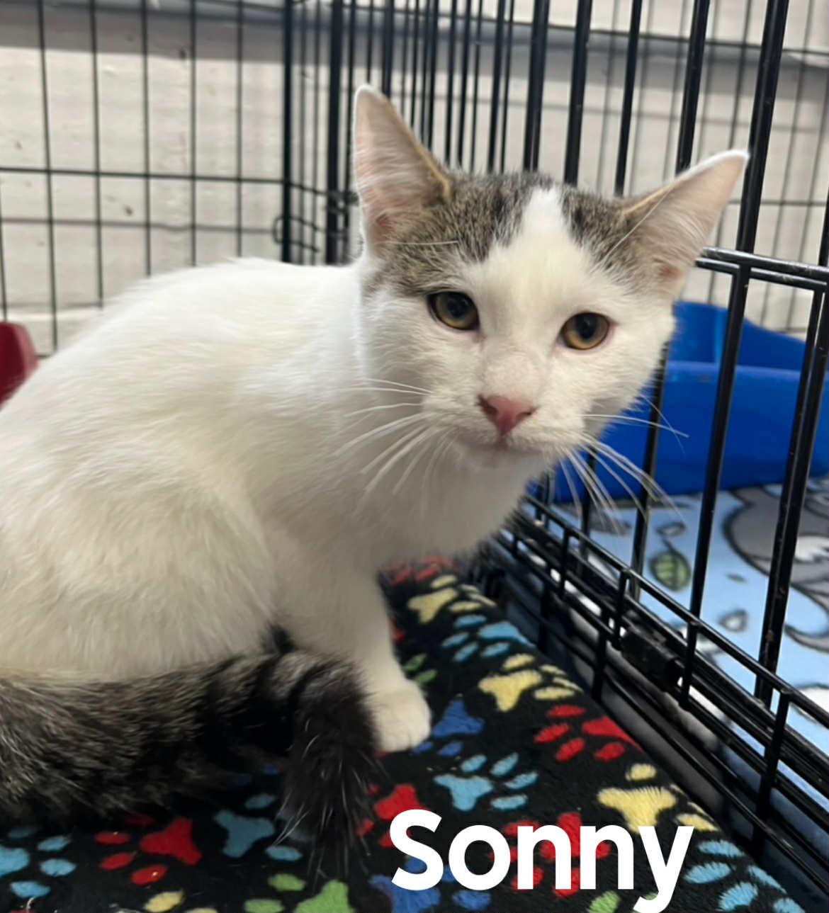 Enlarge Sonny, a Adoptable American Shorthair in Quincy, MI image 1/1