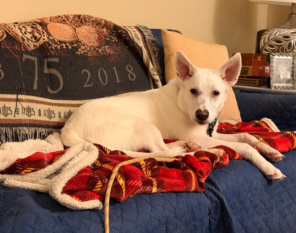 Enlarge Francis - my fee is sponsored, a Adoptable mixed breed in Columbia, MD image 2/5