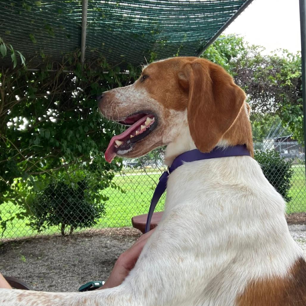 Asher, Adoptable, Adult Male Treeing Walker Coonhound.