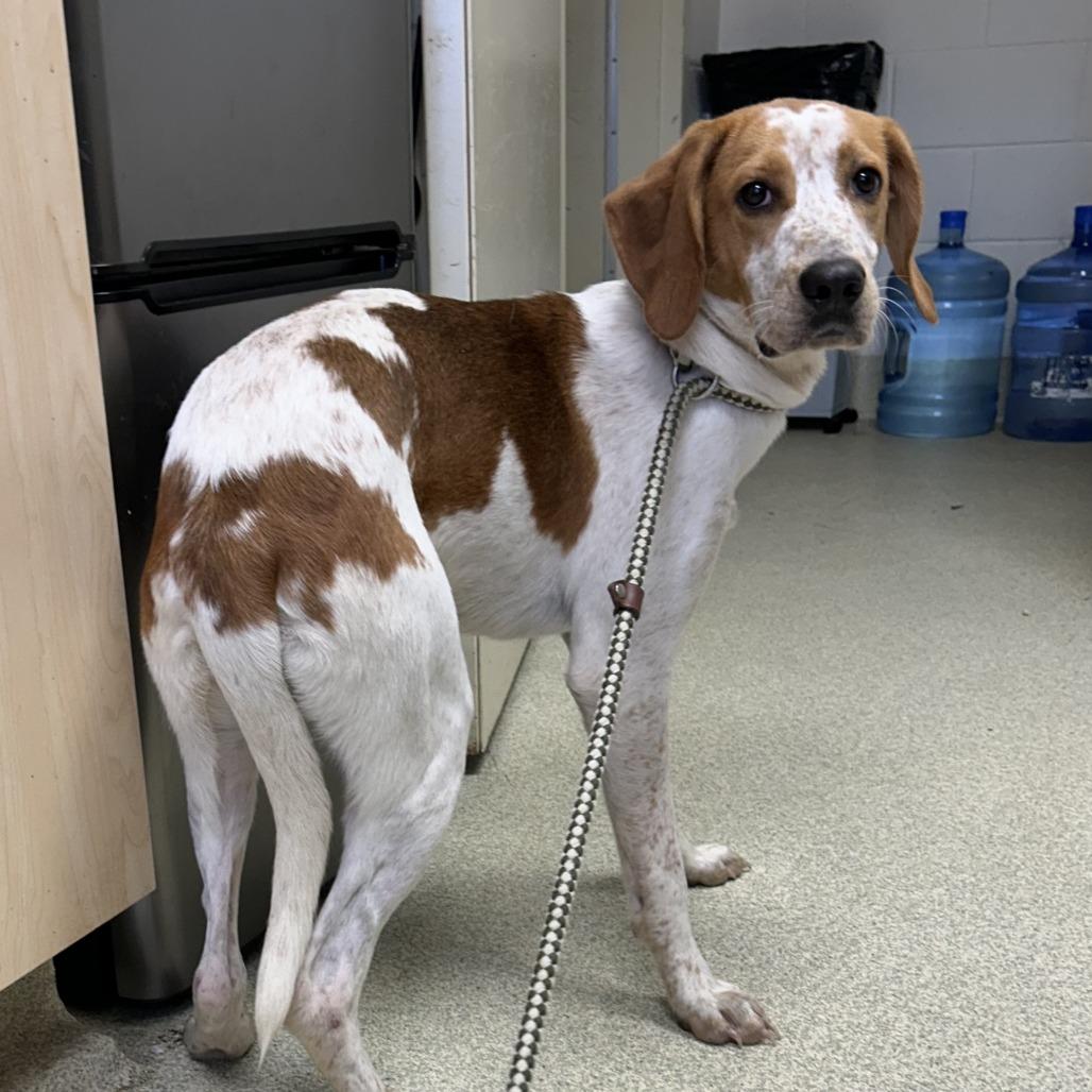 Asher, Adoptable, Adult Male Treeing Walker Coonhound.