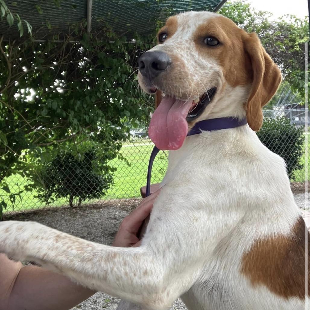 Asher, a Adoptable Treeing Walker Coonhound in Windsor, VA image 2/4