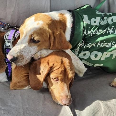 Asher, Adoptable, Adult Male Treeing Walker Coonhound.