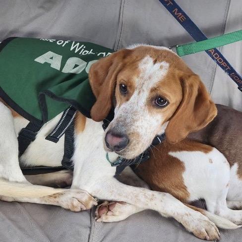 Enlarge Asher, a Adoptable Treeing Walker Coonhound in Windsor, VA image 2/2
