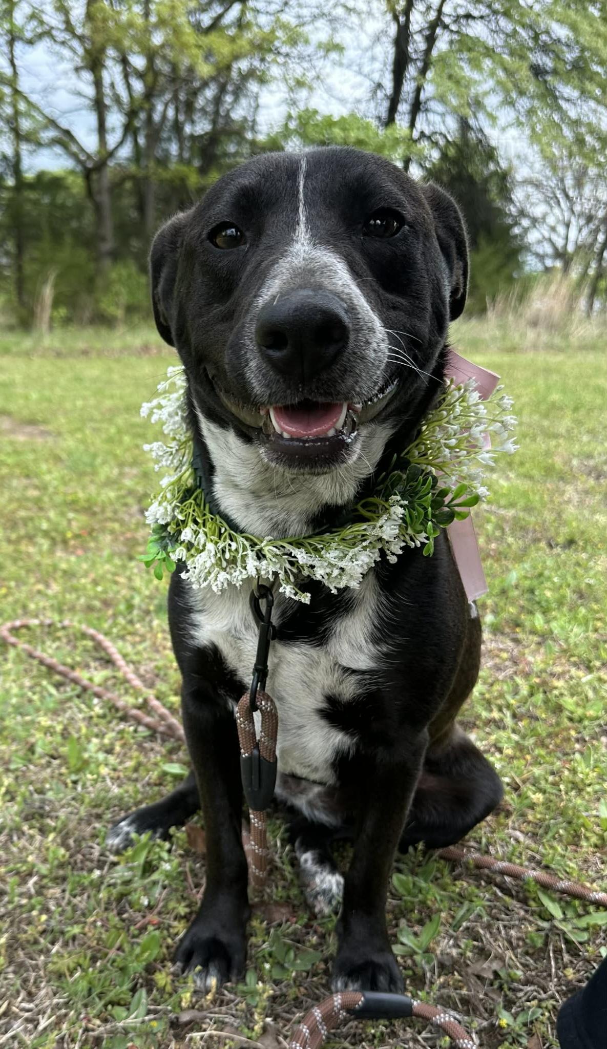 Enlarge Pepper, a Adoptable mixed breed in Okemah, OK image 1/6