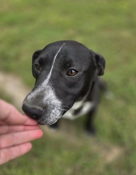 Enlarge Pepper, a Adoptable mixed breed in Okemah, OK image 6/6