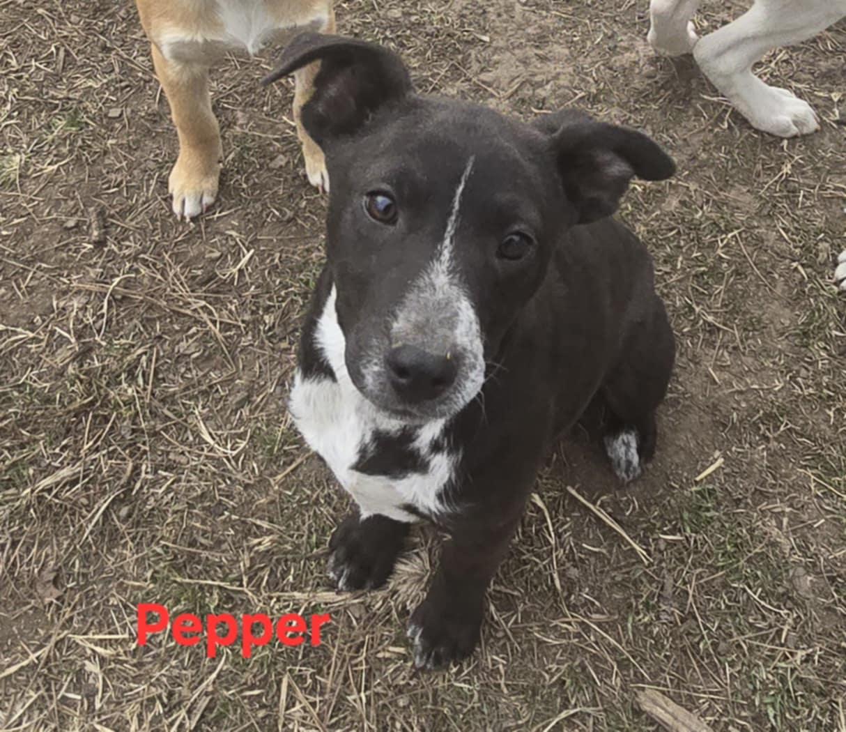 Pepper photo 5