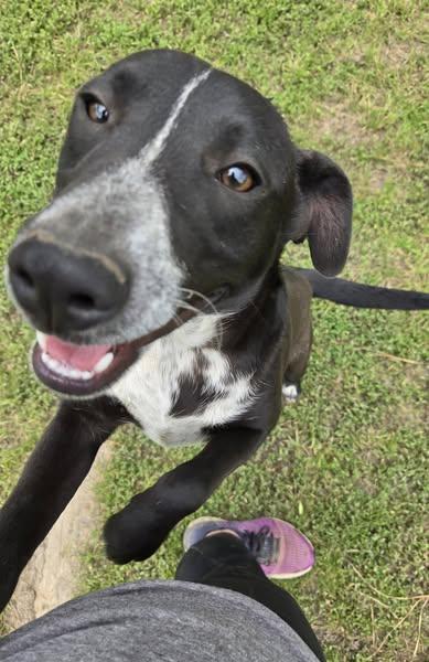 Enlarge Pepper, a Adoptable mixed breed in Okemah, OK image 4/6