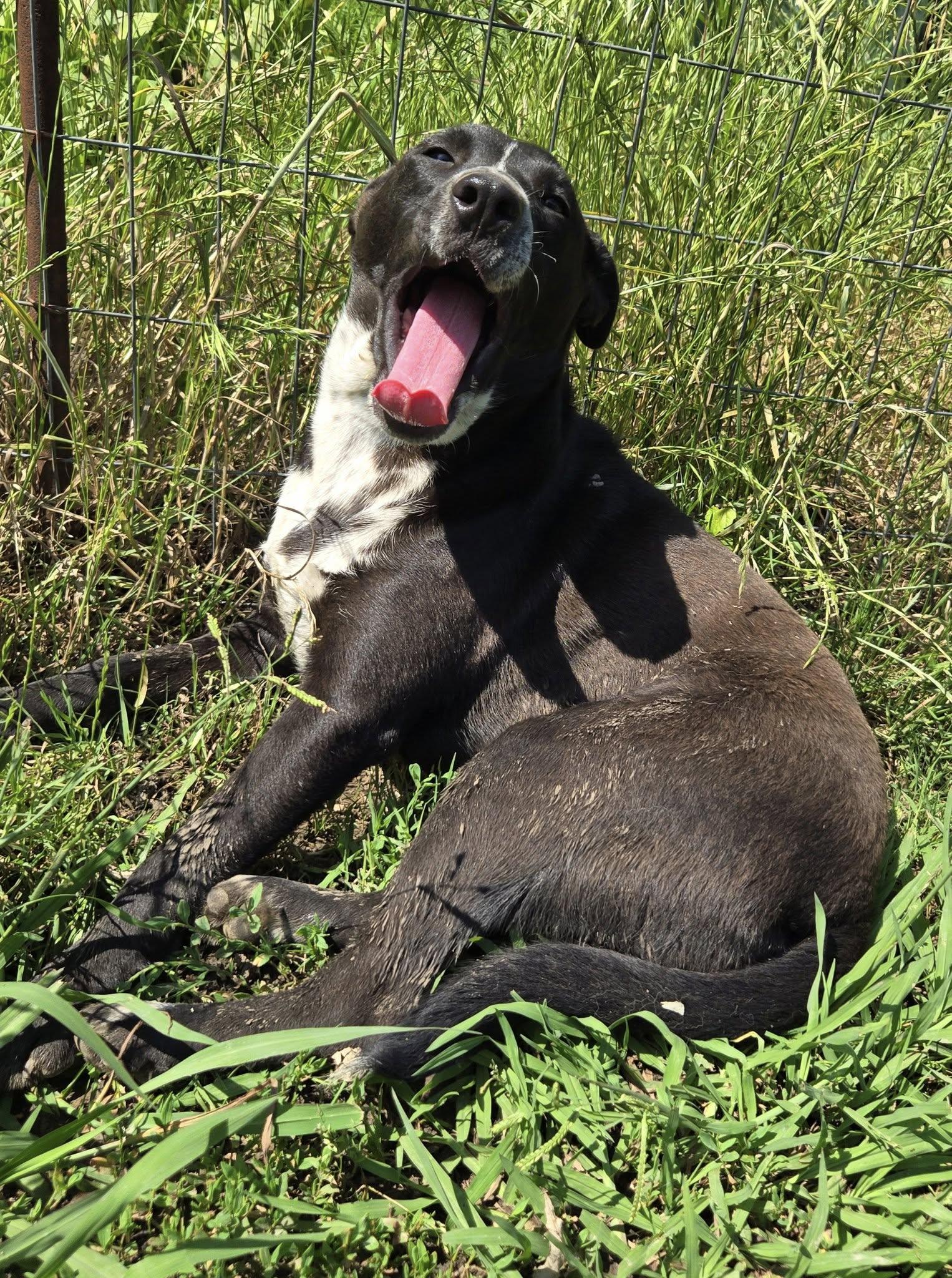 Enlarge Pepper, a Adoptable mixed breed in Okemah, OK image 1/6