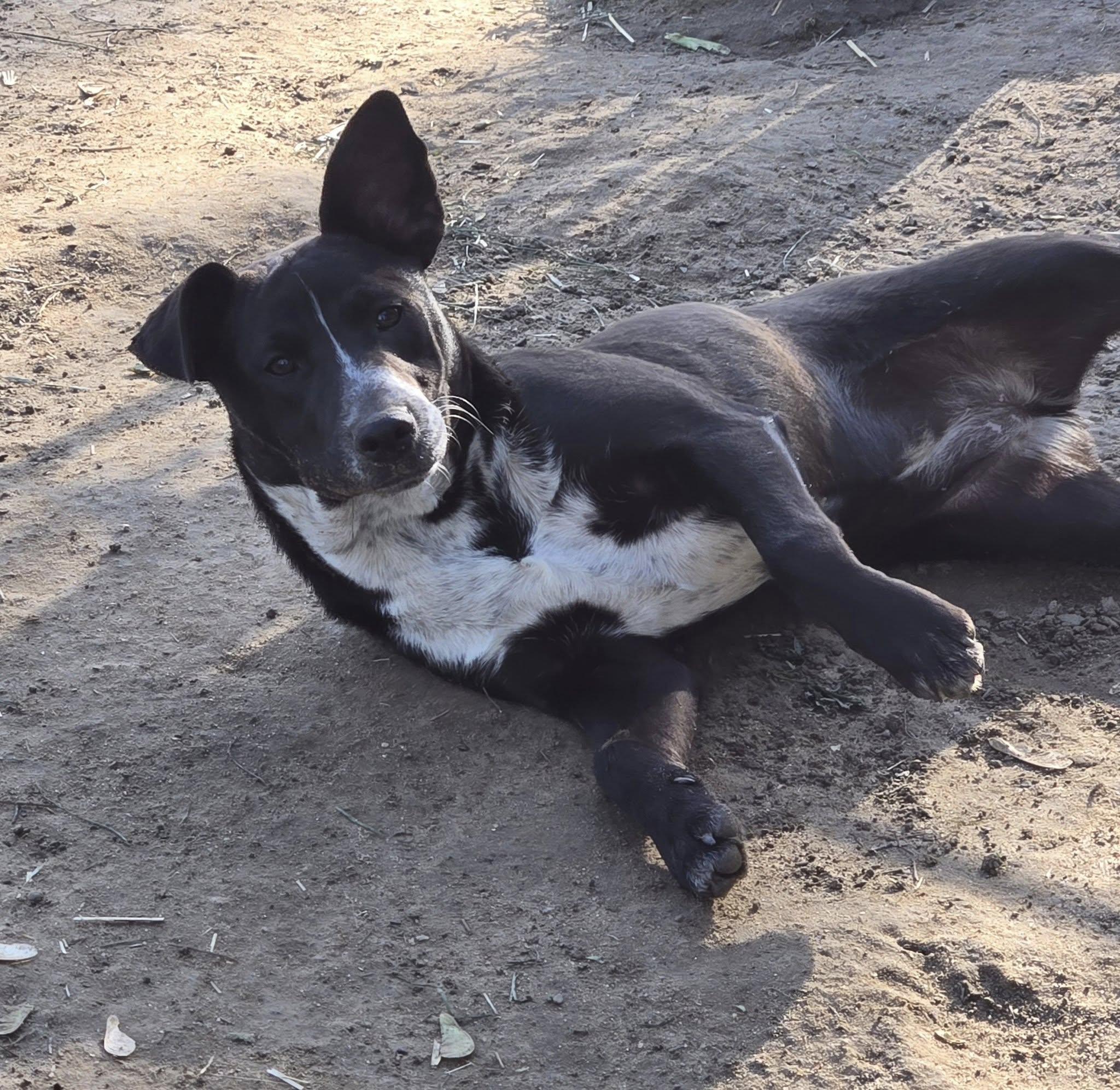 Enlarge Pepper, a Adoptable mixed breed in Okemah, OK image 3/6