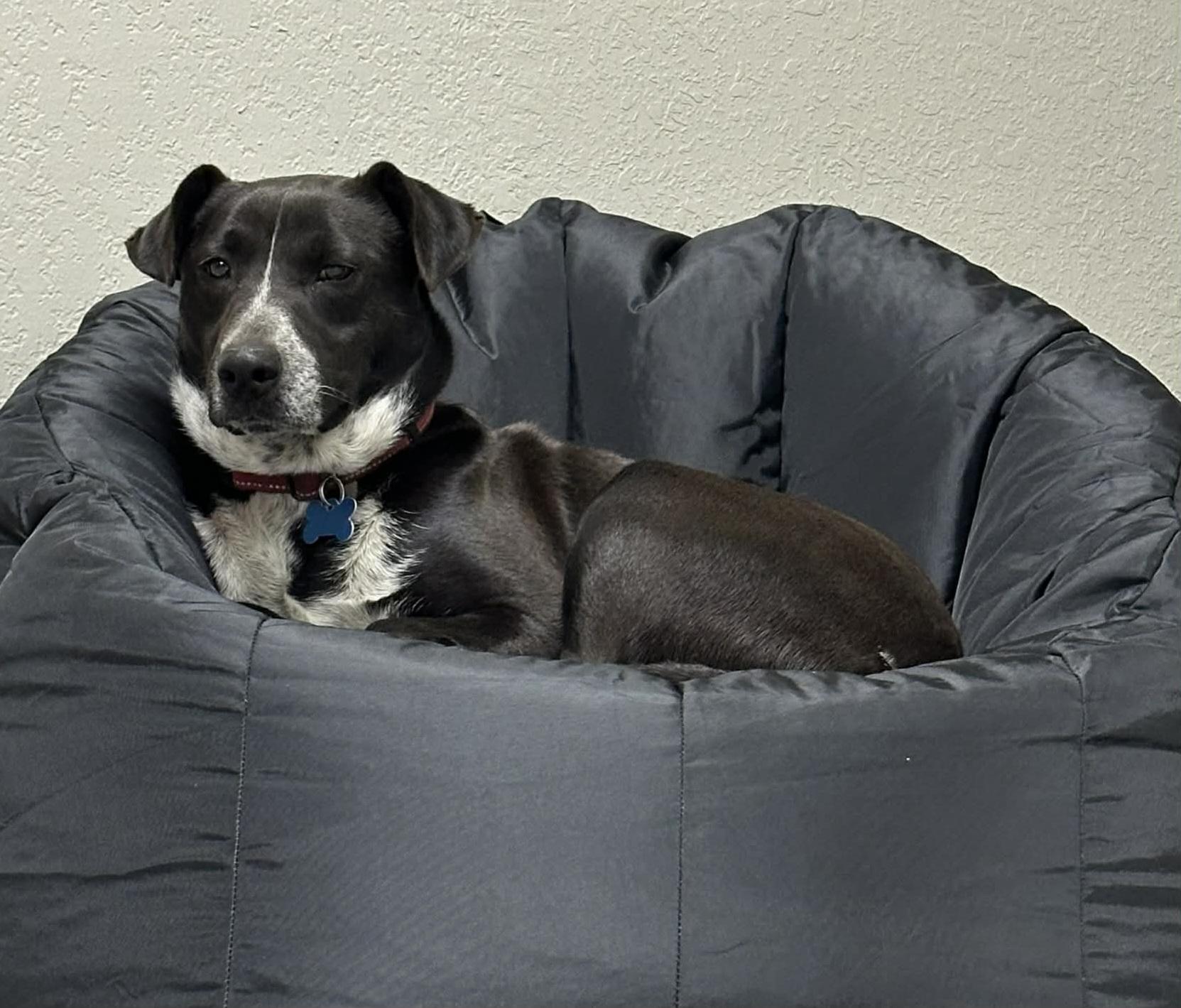 Enlarge Pepper, a Adoptable mixed breed in Okemah, OK image 6/6