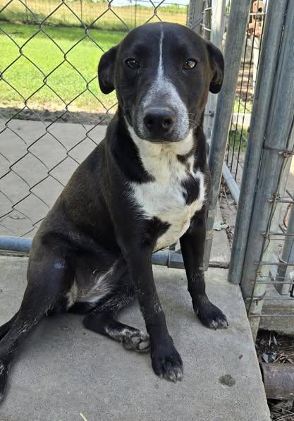Enlarge Pepper, a Adoptable mixed breed in Okemah, OK image 2/6