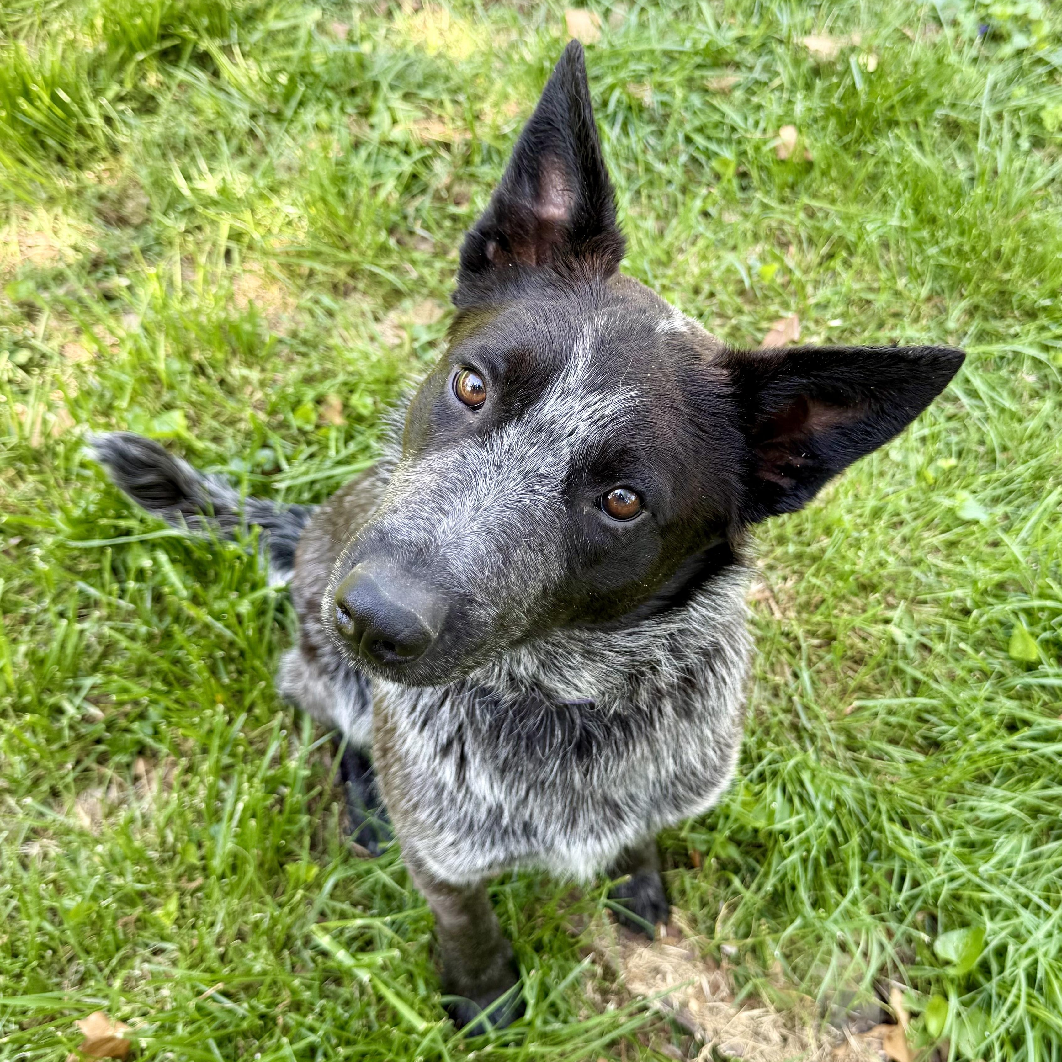 Enlarge Bo, an adoption pending Australian Cattle Dog / Blue Heeler in Murphysboro, IL image 3/6