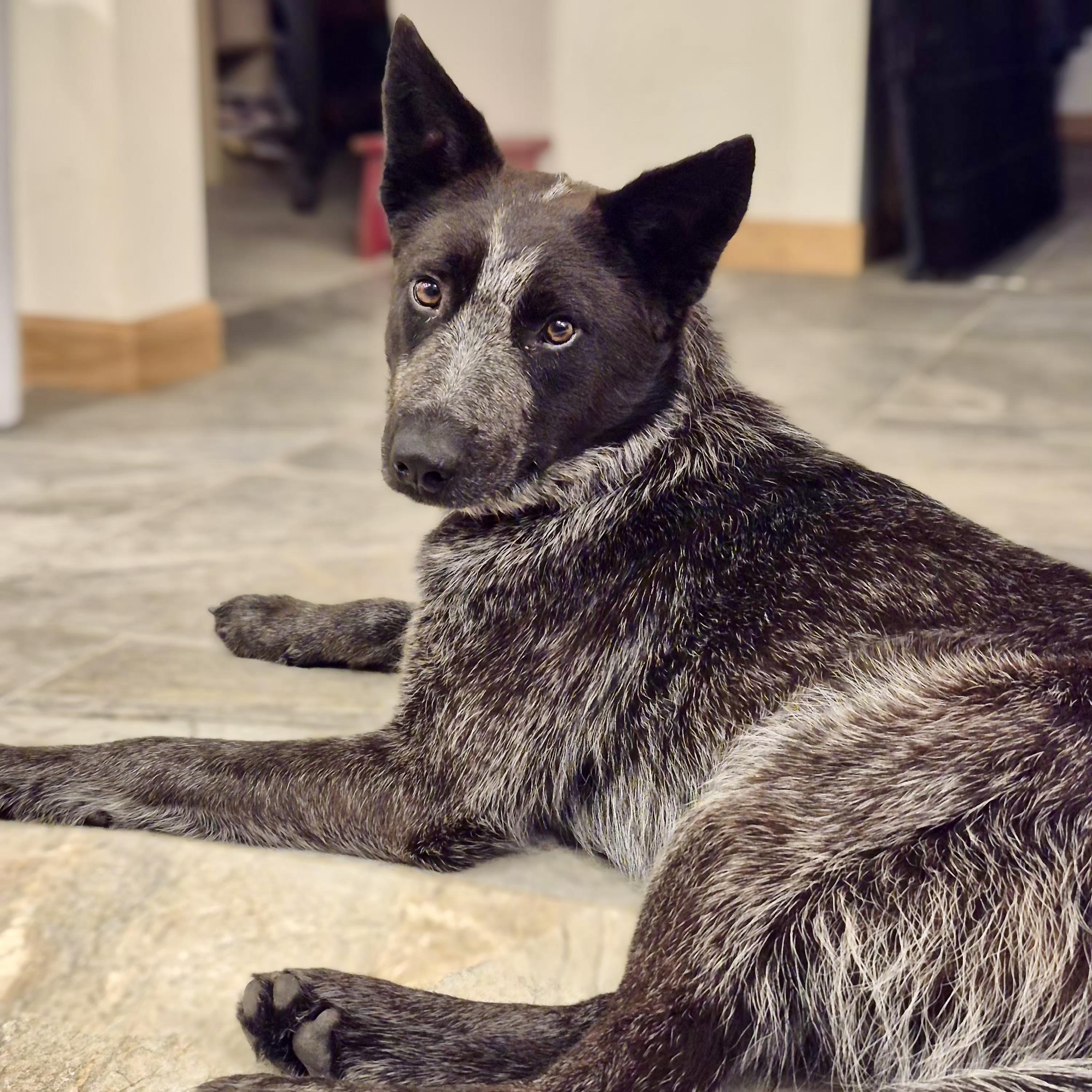 Enlarge Bo, an adoption pending Australian Cattle Dog / Blue Heeler in Murphysboro, IL image 4/6