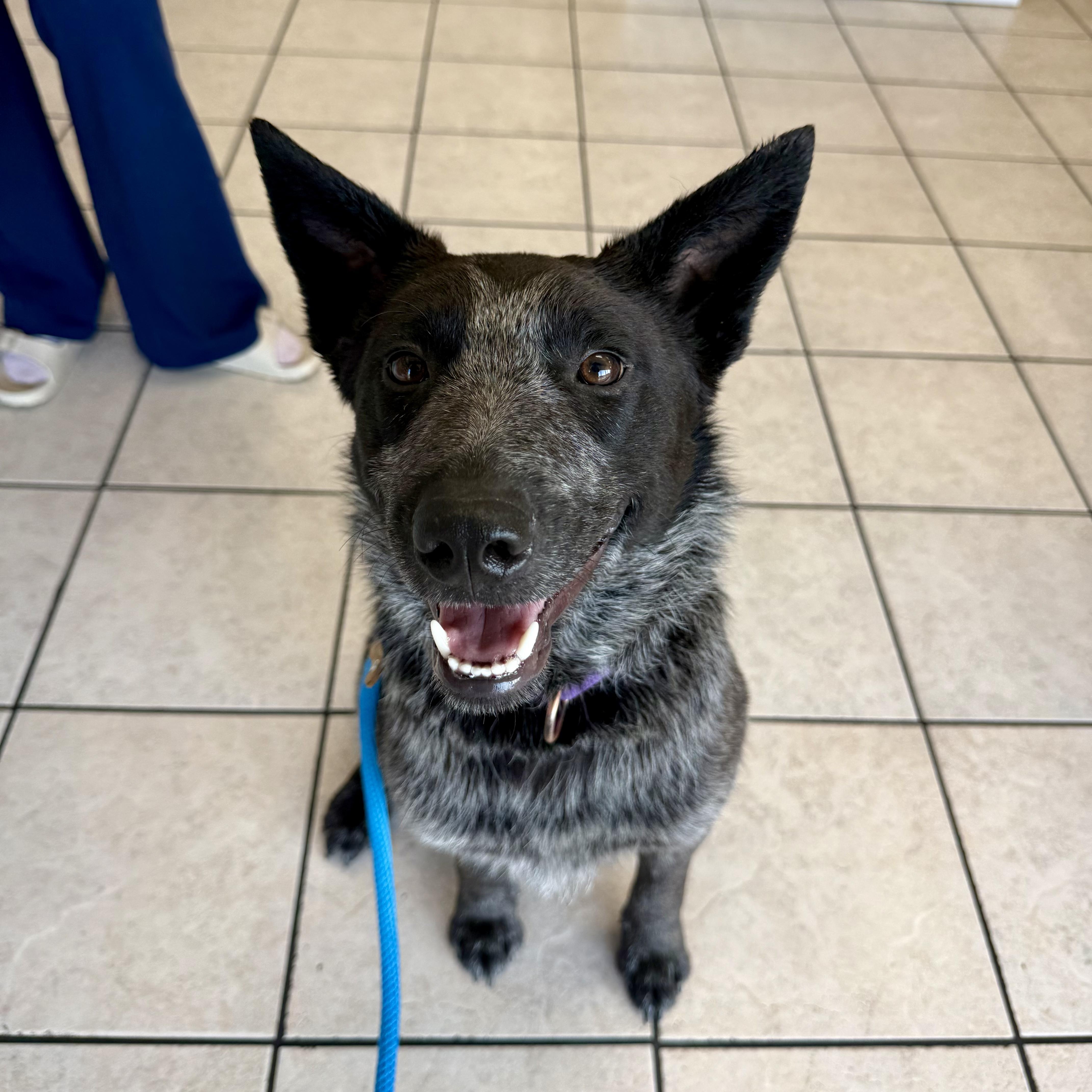 Enlarge Bo, an adoption pending Australian Cattle Dog / Blue Heeler in Murphysboro, IL image 6/6