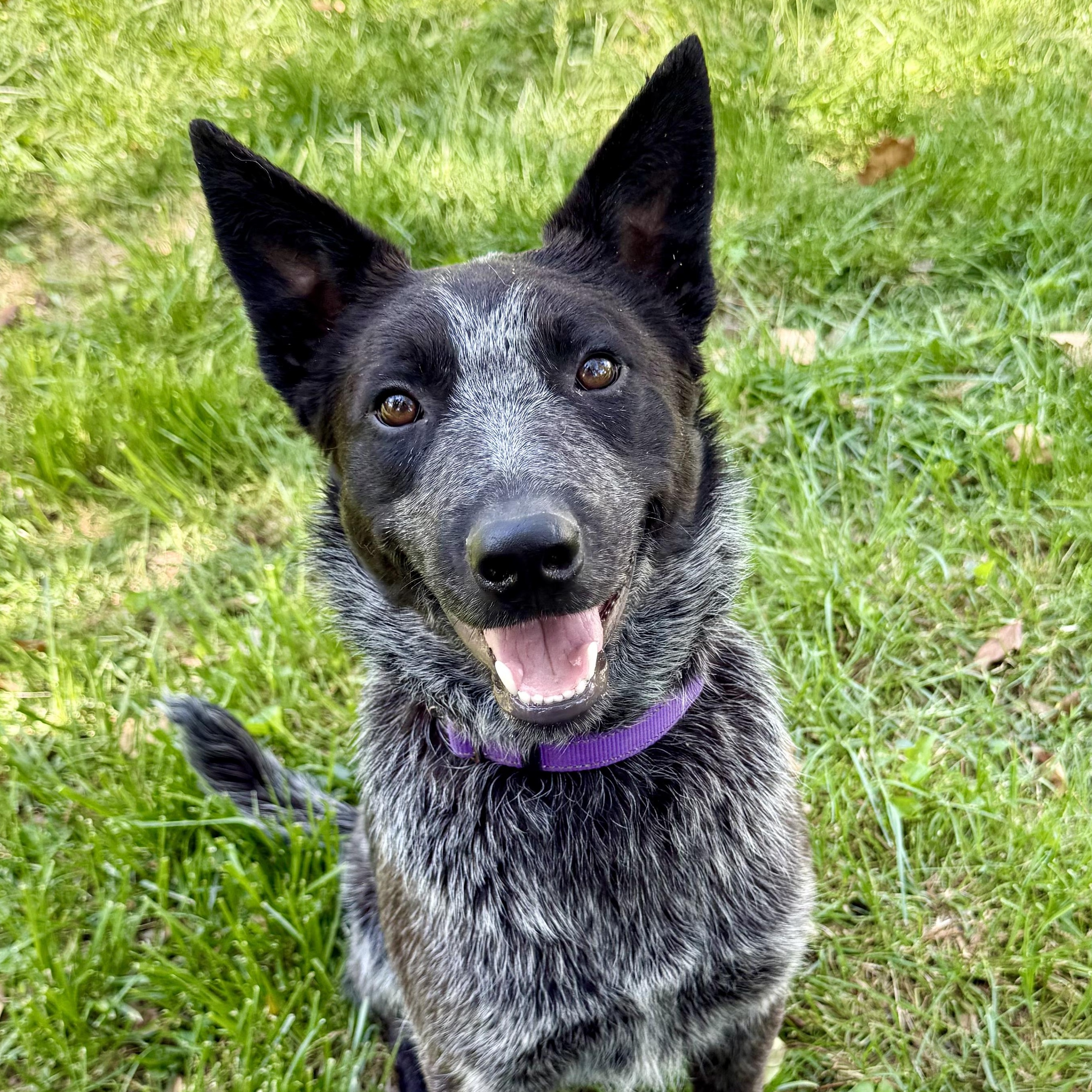 Enlarge Bo, an adoption pending Australian Cattle Dog / Blue Heeler in Murphysboro, IL image 1/6