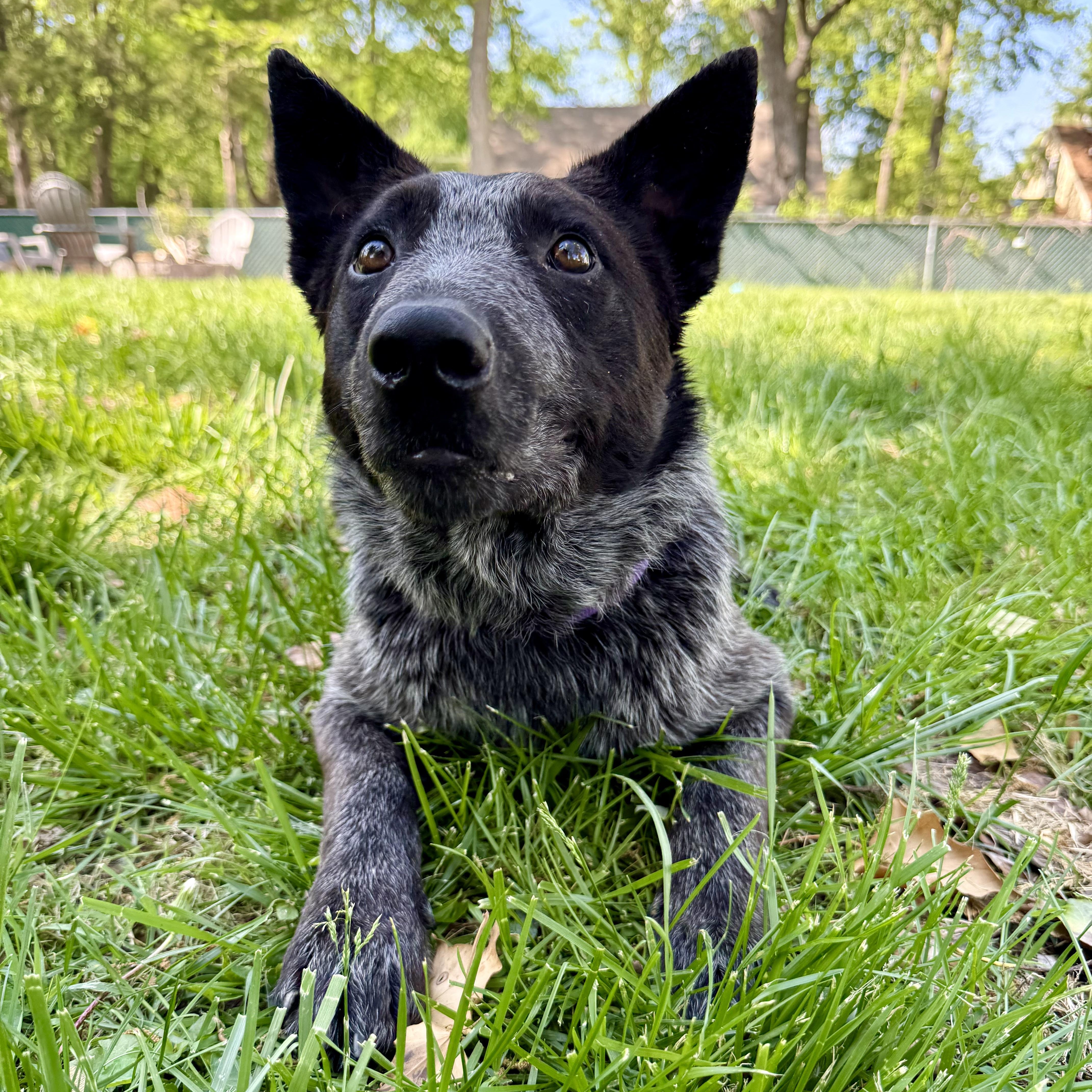 Enlarge Bo, an adoption pending Australian Cattle Dog / Blue Heeler in Murphysboro, IL image 5/6