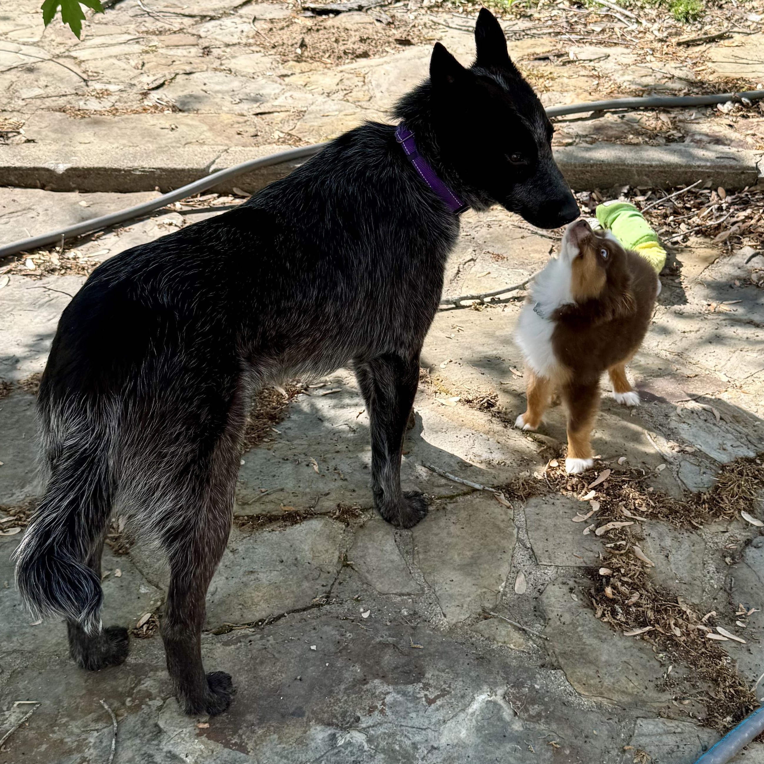 Enlarge Bo, an adoption pending Australian Cattle Dog / Blue Heeler in Murphysboro, IL image 2/6