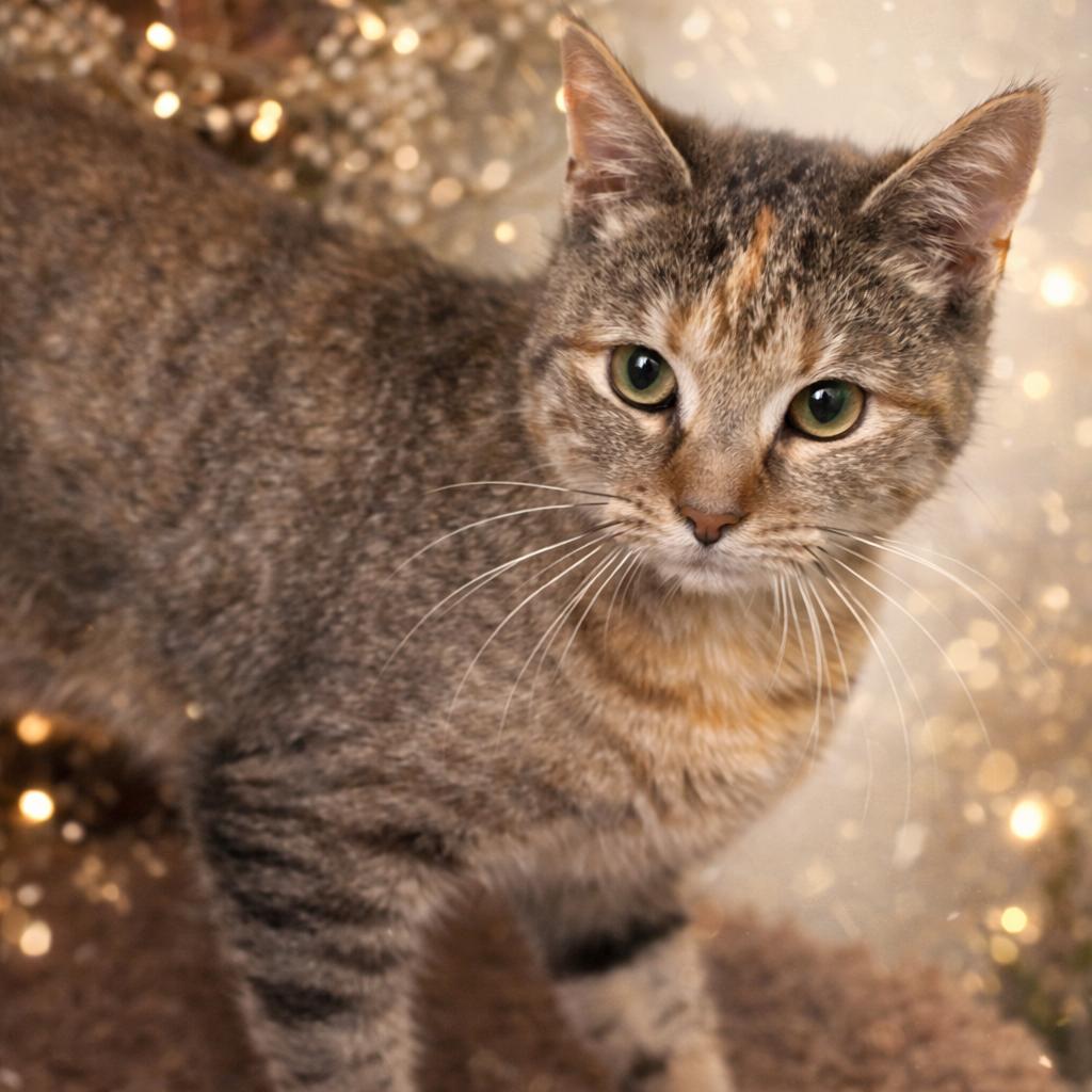 Norma, Adoptable, Young Female Domestic Short Hair.