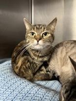 Kitty, ADOPTABLE, Adult Female Domestic Short Hair.