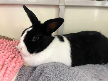 Enlarge Minchu, a Adoptable Dutch in Boulder, CO image 1/1