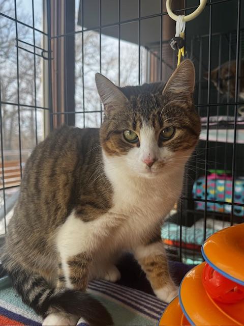 Enlarge Sam, a ADOPTABLE Domestic Short Hair in Hutchinson, MN image 5/5